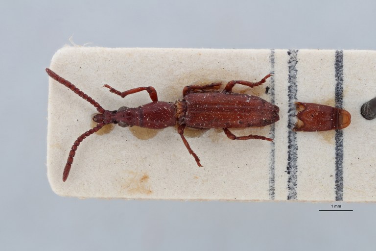 Cordus demarzi pt D ZS PMax Scaled.jpeg