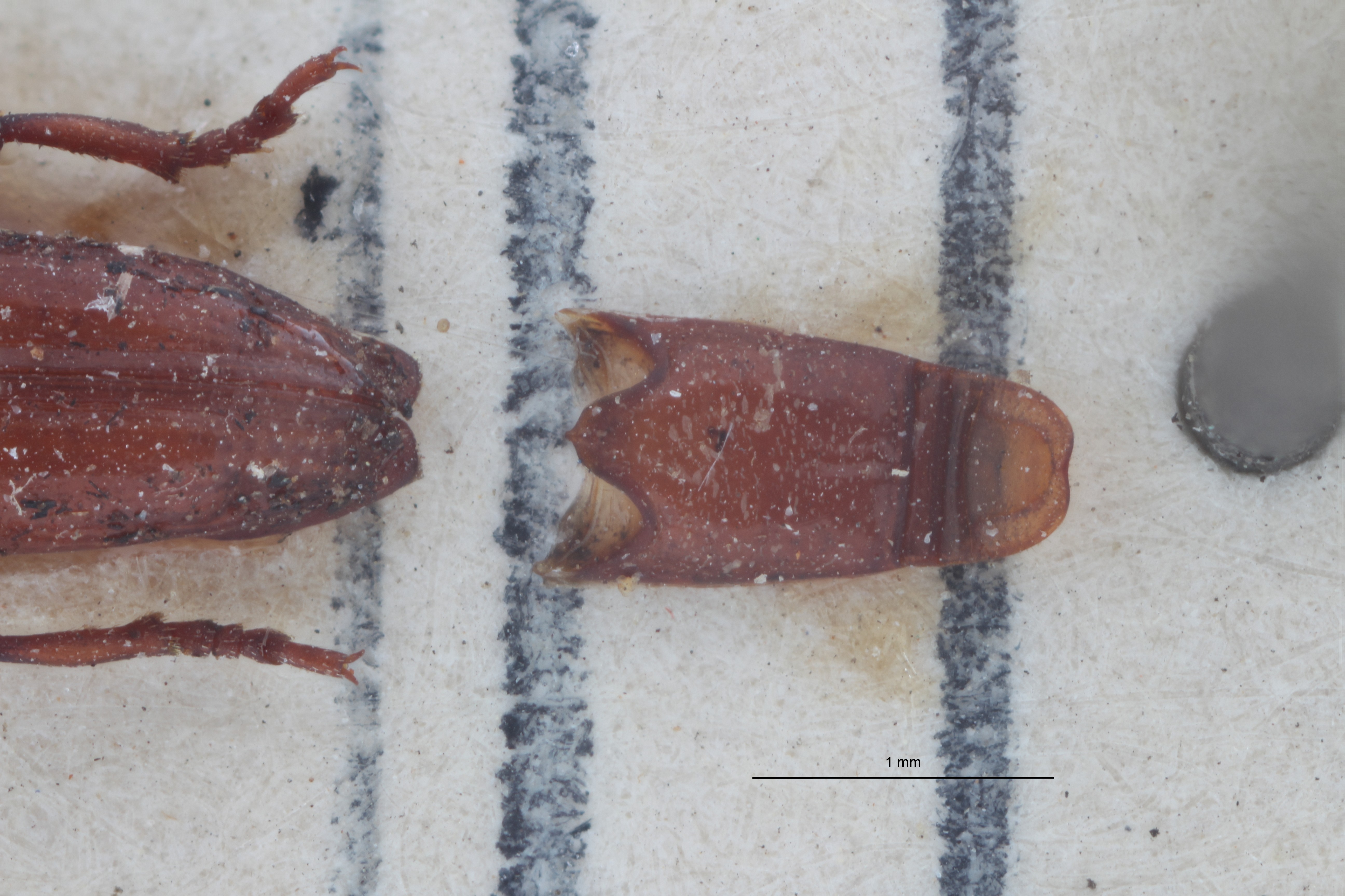 Cordus demarzi pt Dge ZS PMax Scaled.jpeg