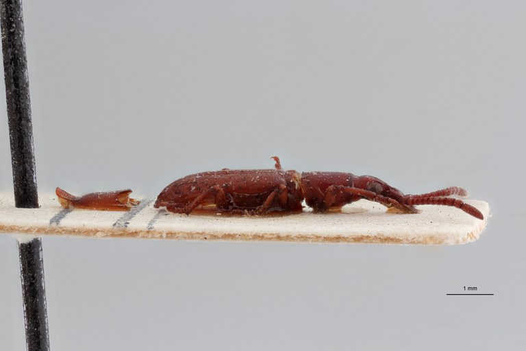 Cordus demarzi pt D ZS PMax Scaled.jpeg