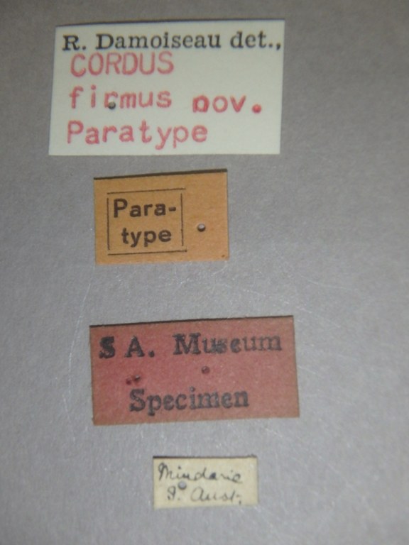 Cordus firmus pt Labels.jpg