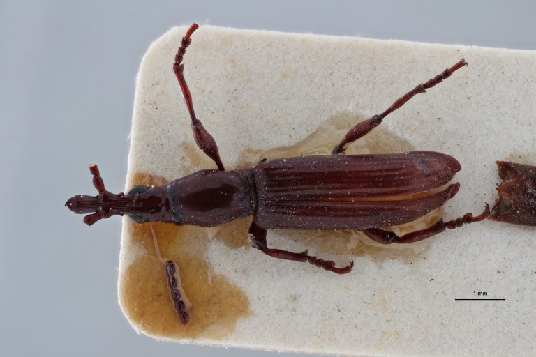 Cordus laevis pt D ZS PMax.jpg