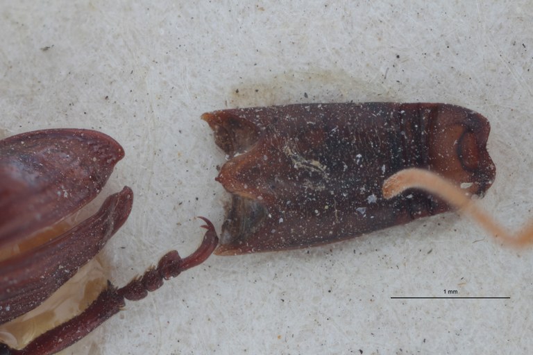 Cordus laevis pt Dge ZS PMax.jpg