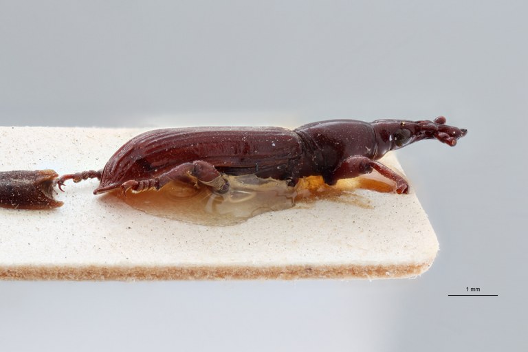 Cordus laevis pt L ZS PMax.jpg