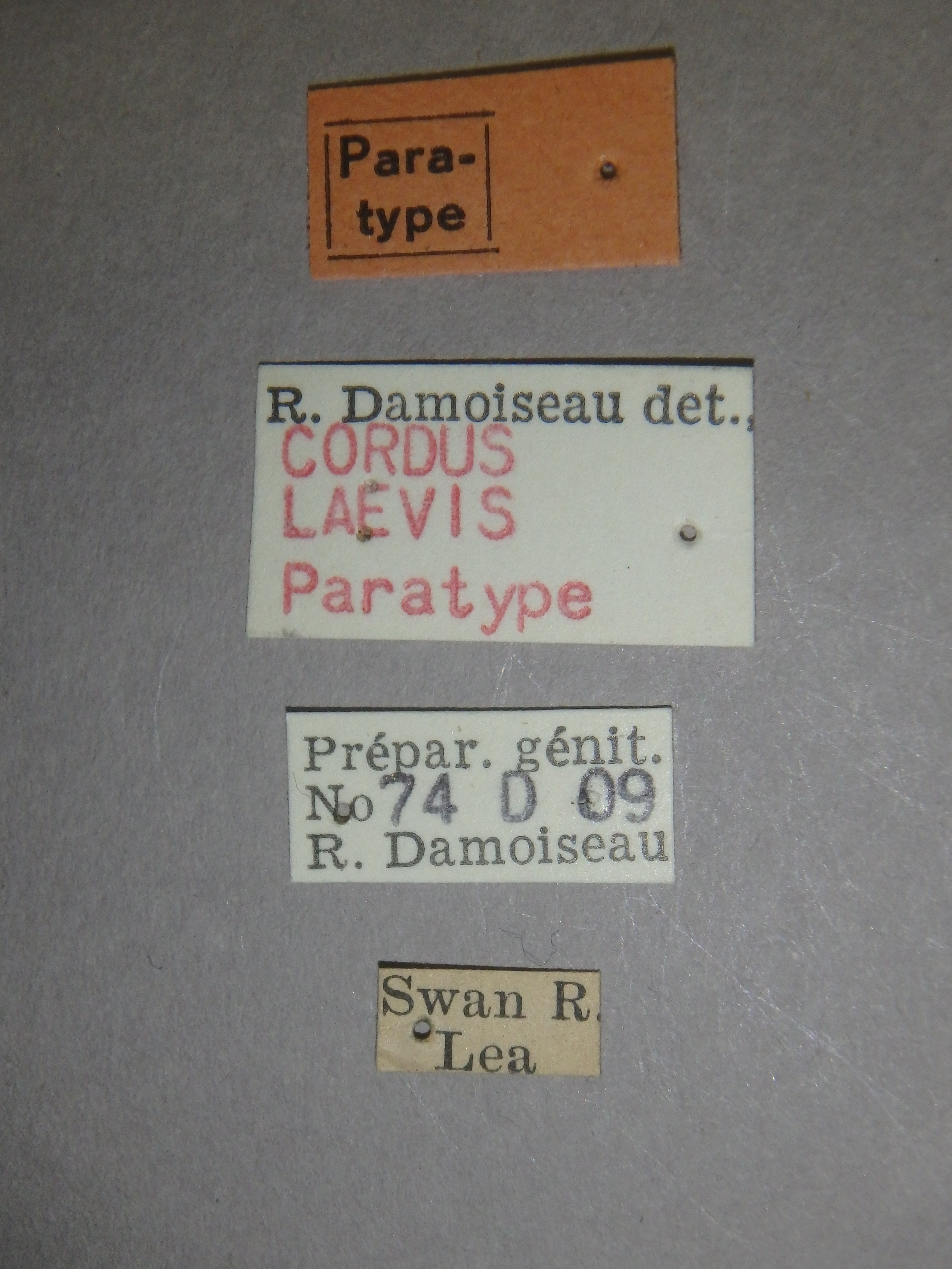 Cordus laevis pt Labels.jpg