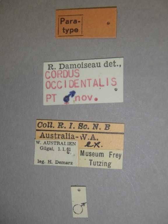 Cordus occidentalis pt Labels.jpg