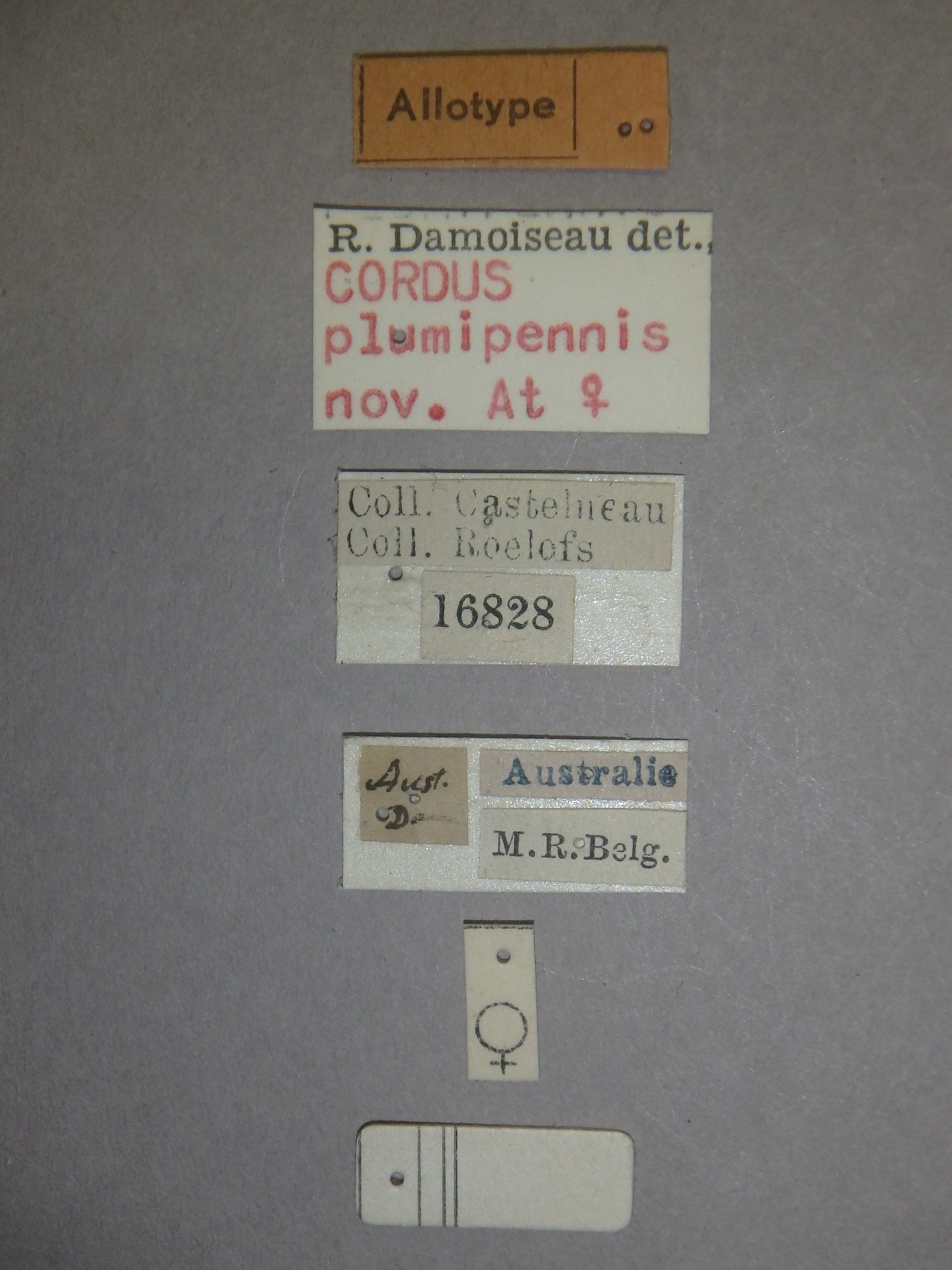 Cordus plumipennis at Labels.jpg