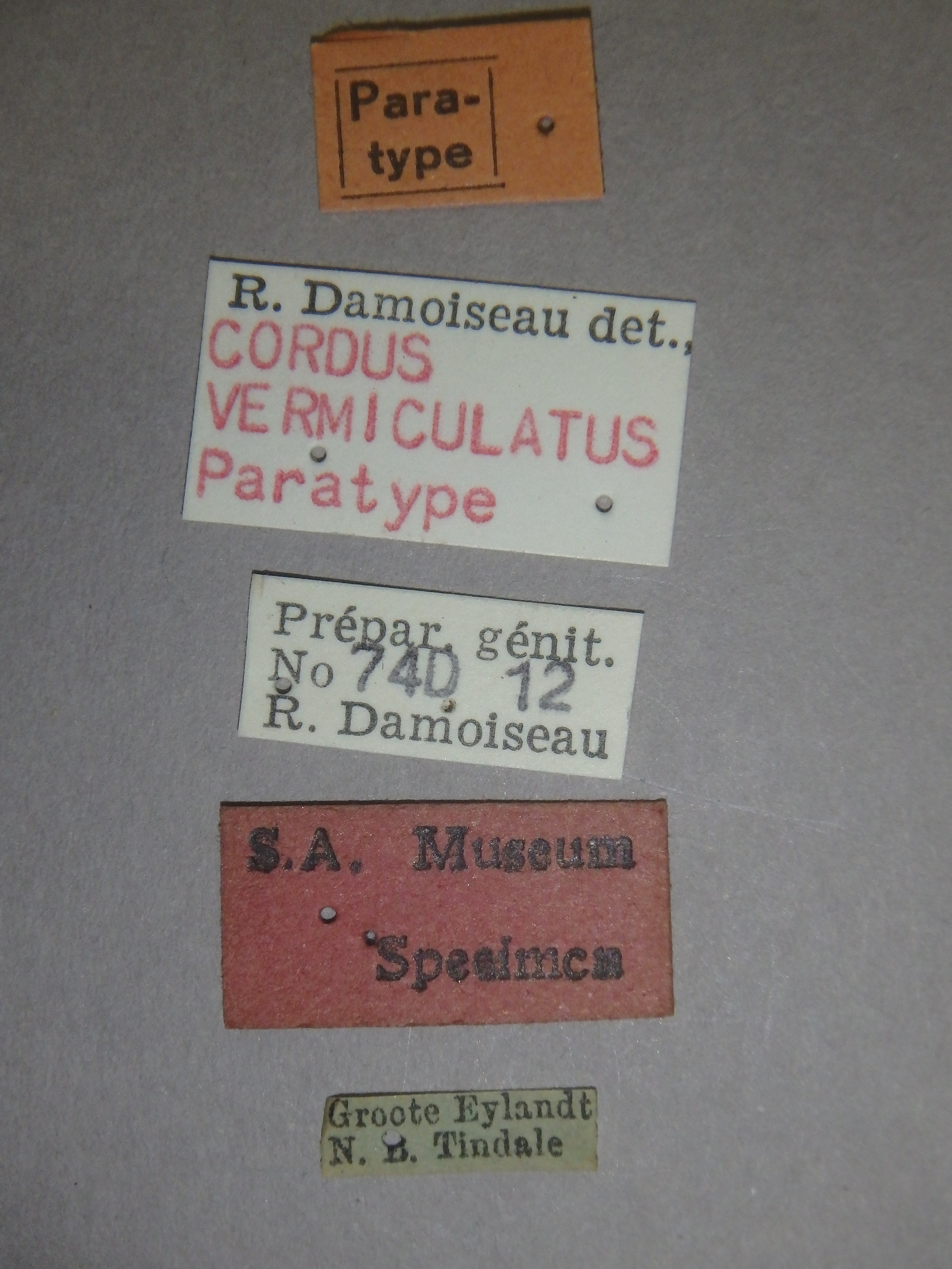 Cordus vermiculatus pt Labels.jpg