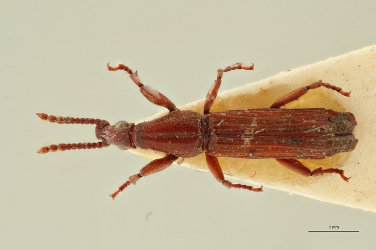 Entomopisthius perstriatus pt D ZS PMax Scaled.jpeg