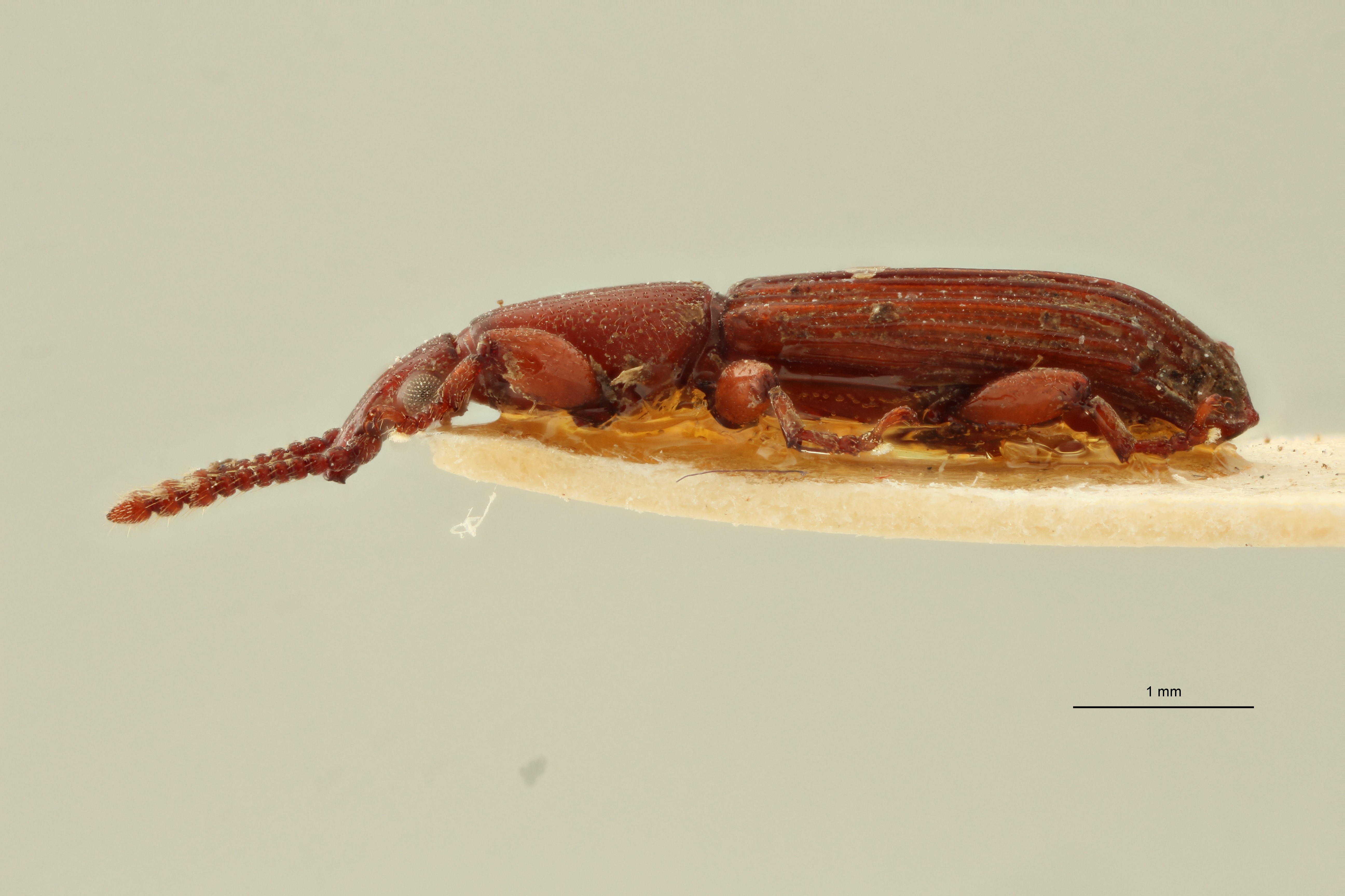 Entomopisthius perstriatus pt L ZS PMax Scaled.jpeg