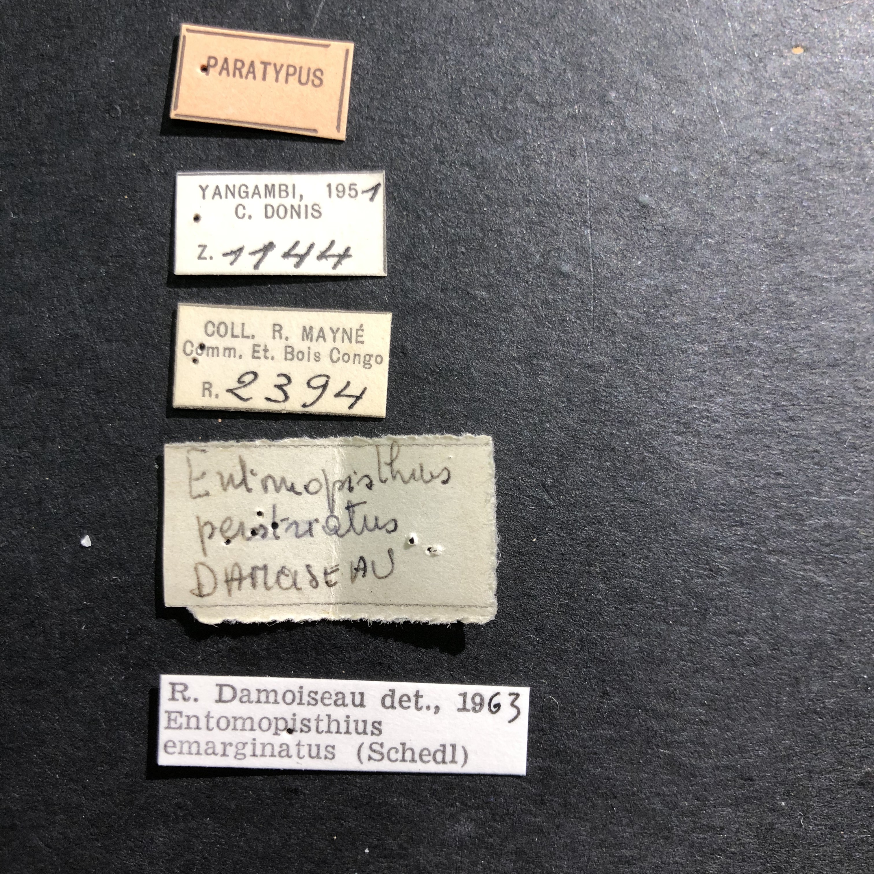 Entomopisthius perstriatus pt Labels.jpg