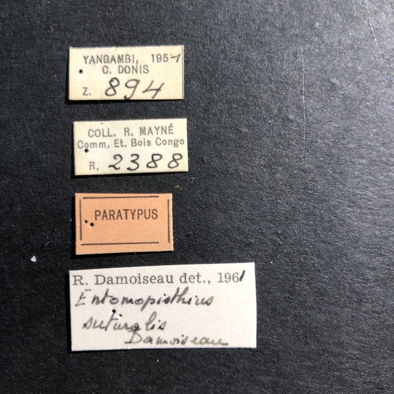 Entomopisthius suturalis pt Labels.jpg