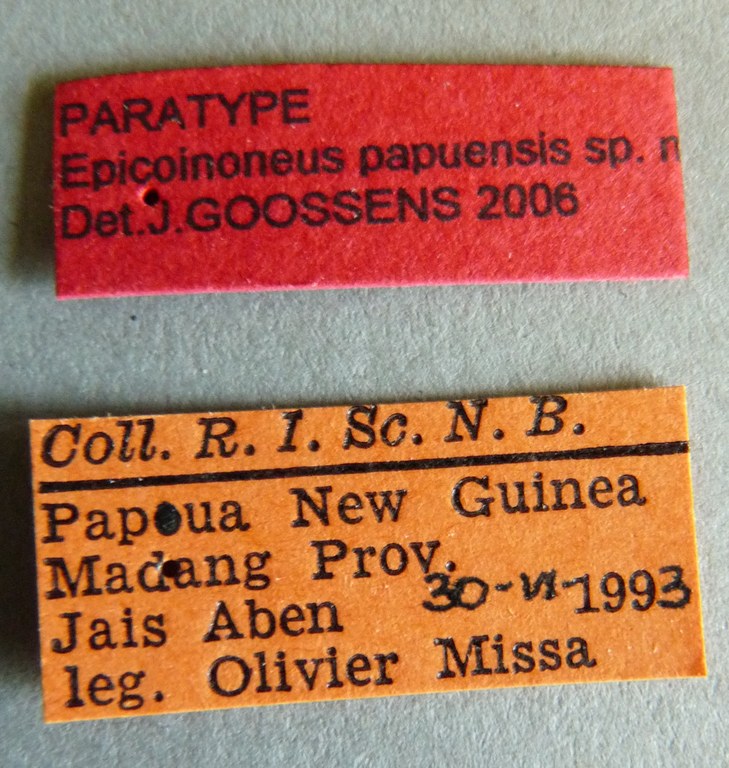 Epicoinoneus papuensis pt Labels.jpg