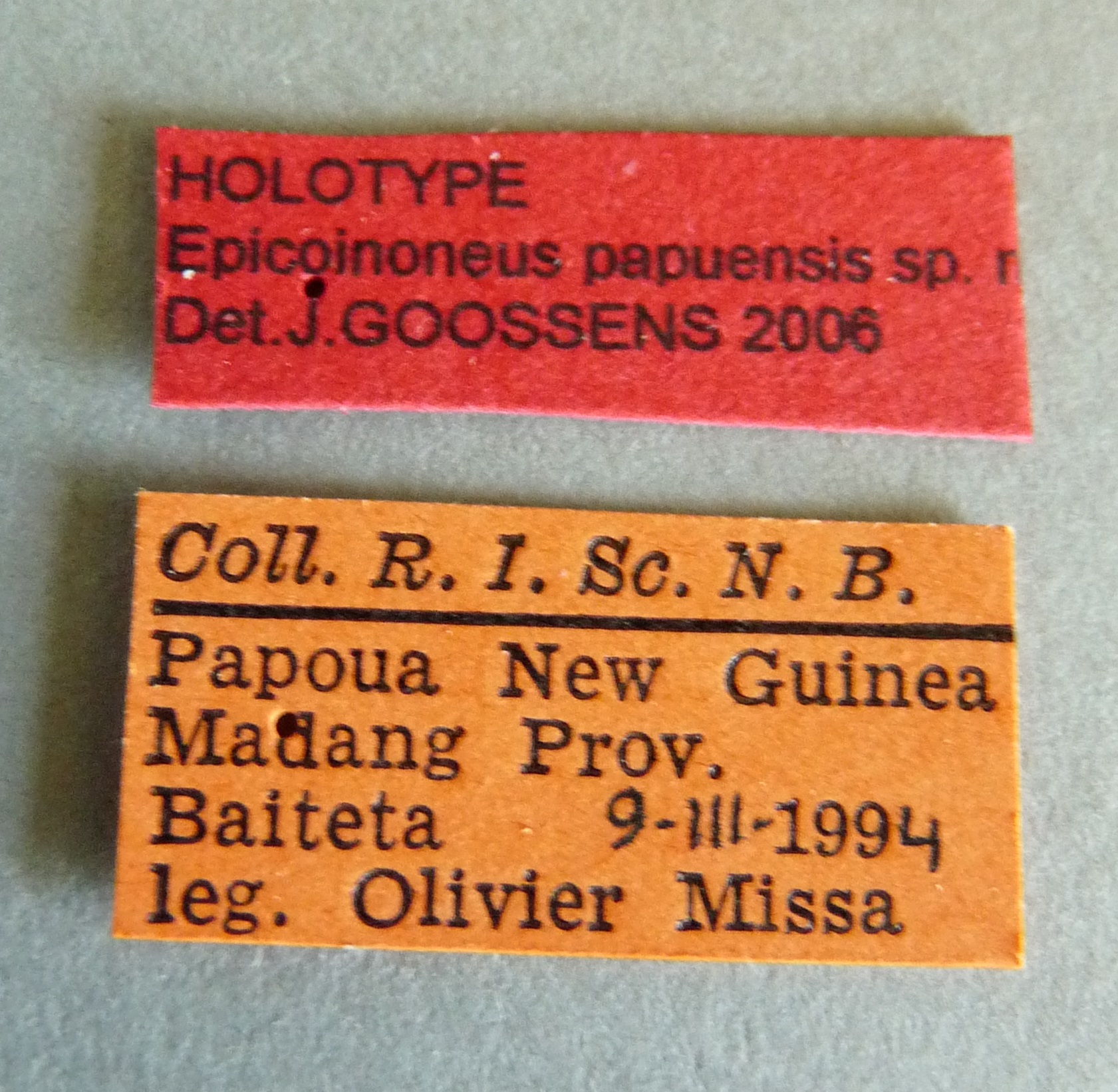 Epicoinoneus papuensis ht Labels.jpg