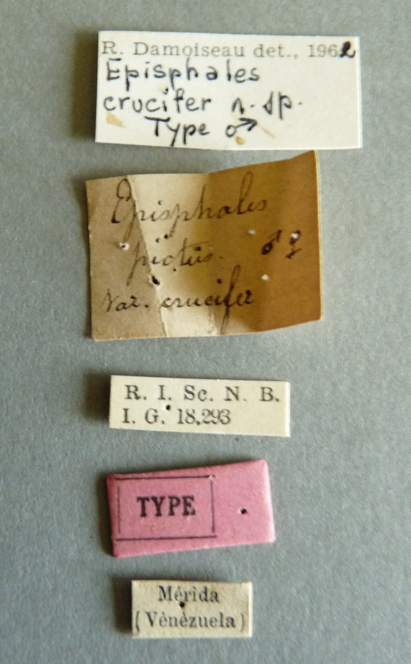 Episphales crucifer t Labels.jpg