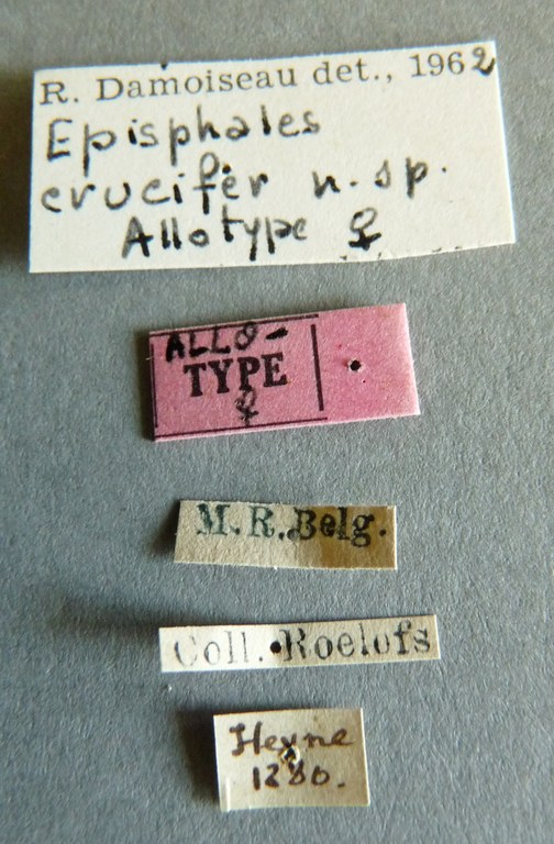 Episphales crucifer at Labels.jpg
