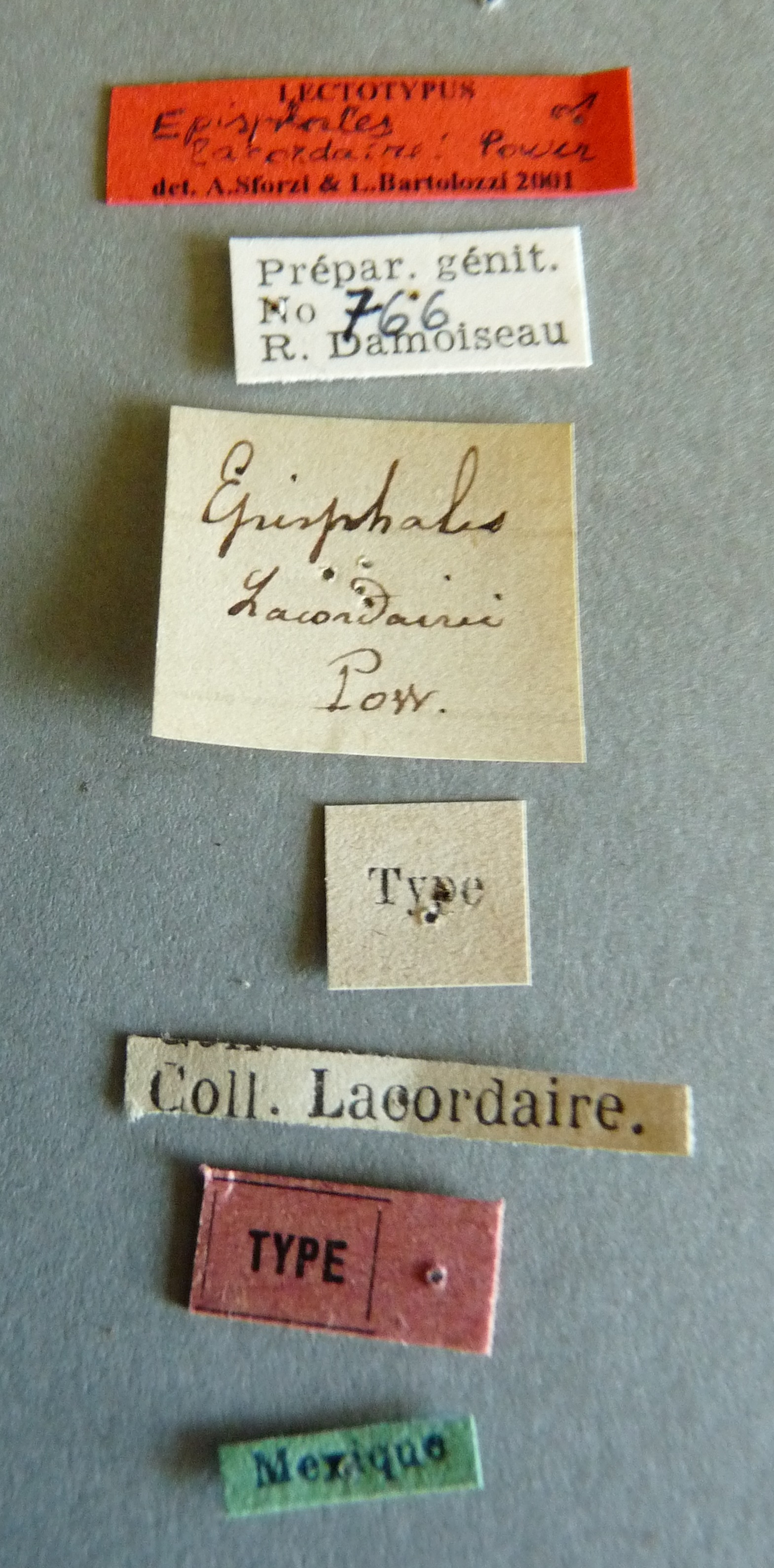 Episphales lacordairei lt Labels.jpg