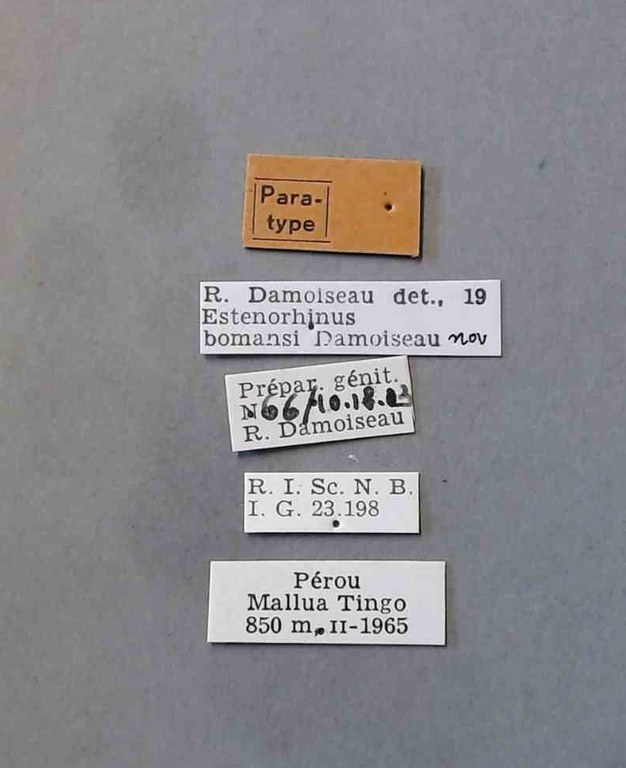 Estenorhinus bomansi pt Labels.jpg