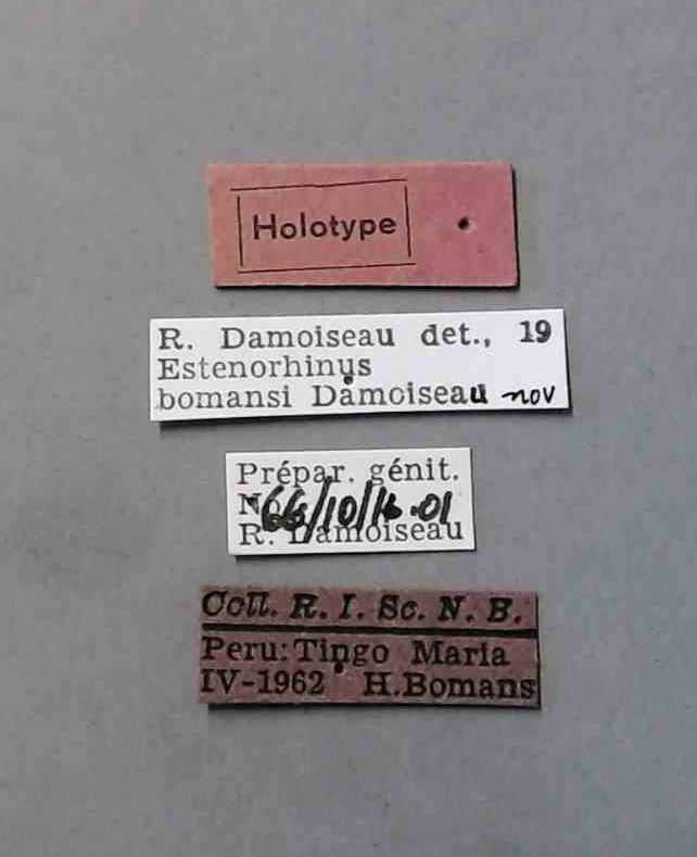 Estenorhinus bomansi ht Labels.jpg