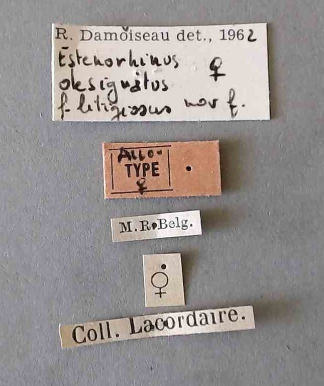 Estenorhinus designatus litigiosus at Labels.jpg