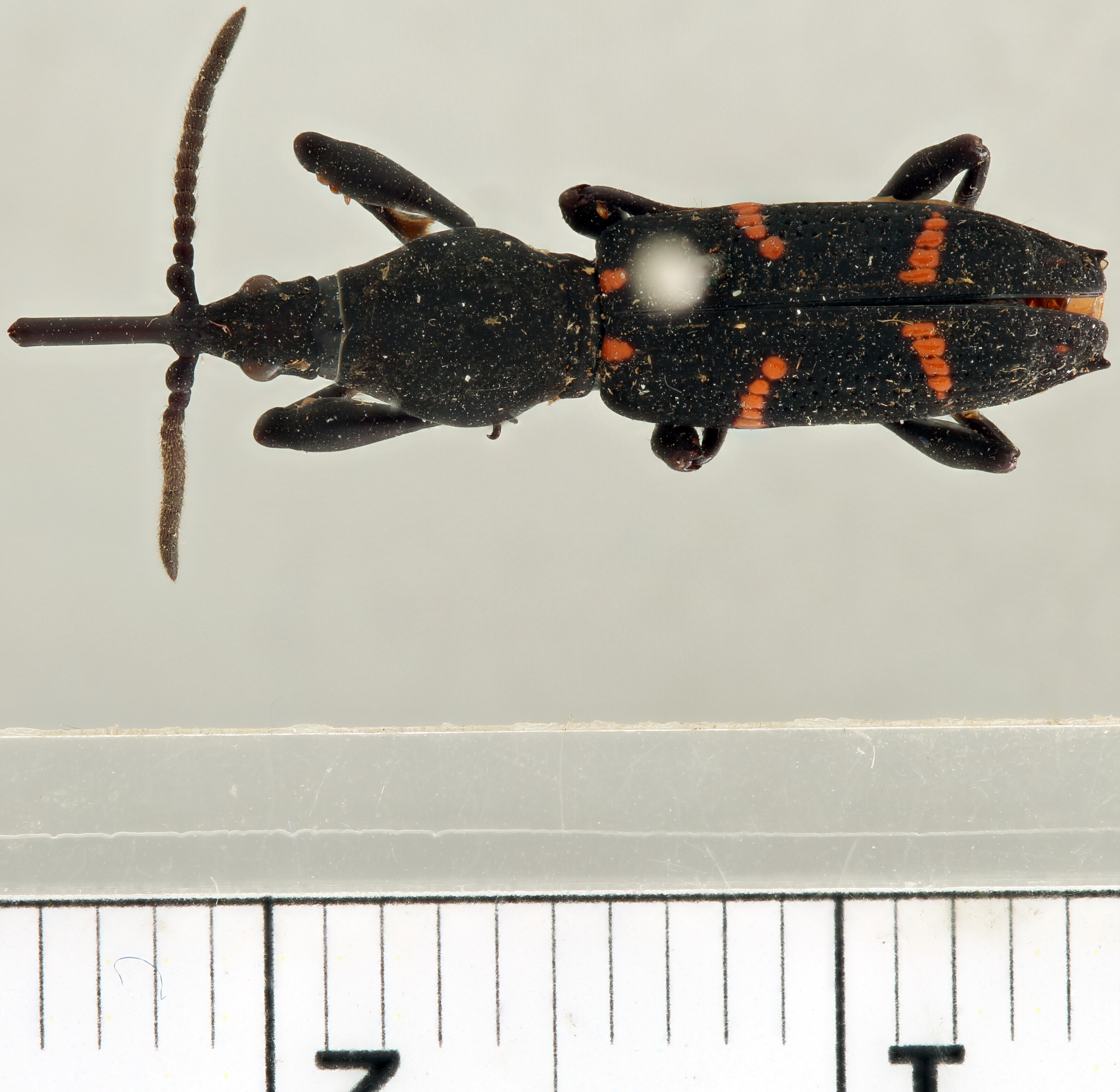 Estenorhinus expilator at D.jpg