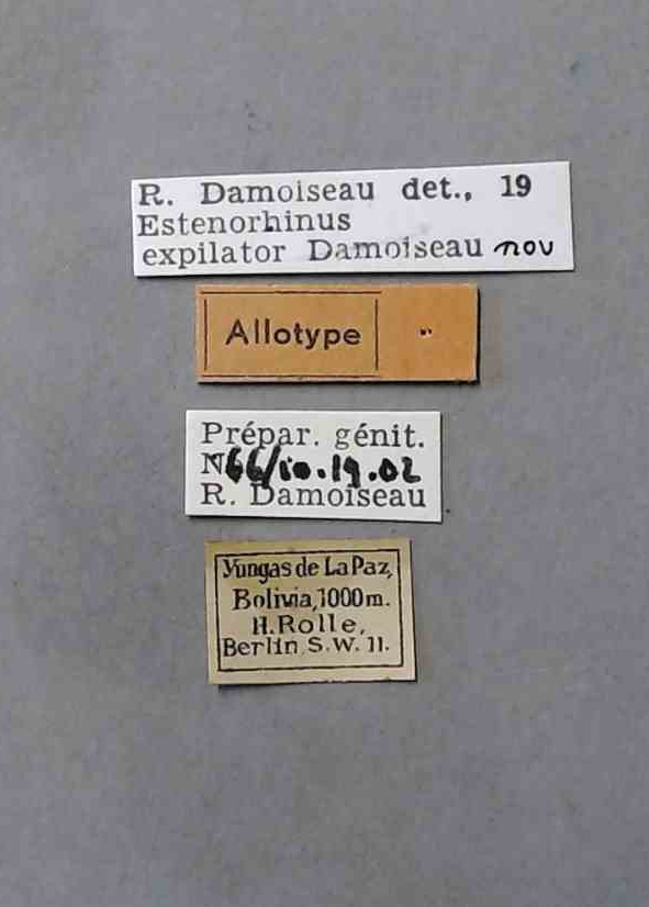 Estenorhinus expilator at Labels.jpg