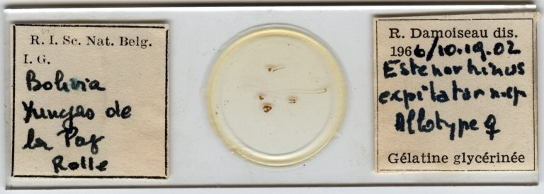 Estenorhinus expilator at Microscopic preparation.jpg