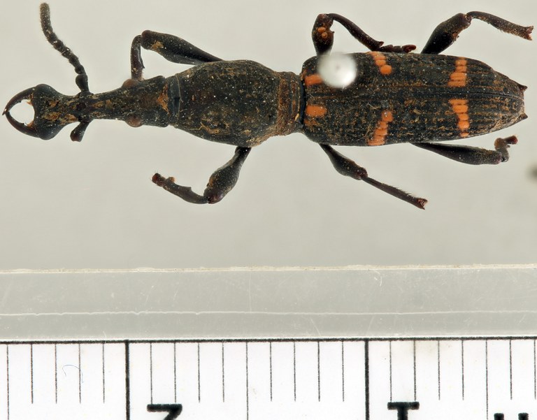 Estenorhinus expilator pt D.jpg