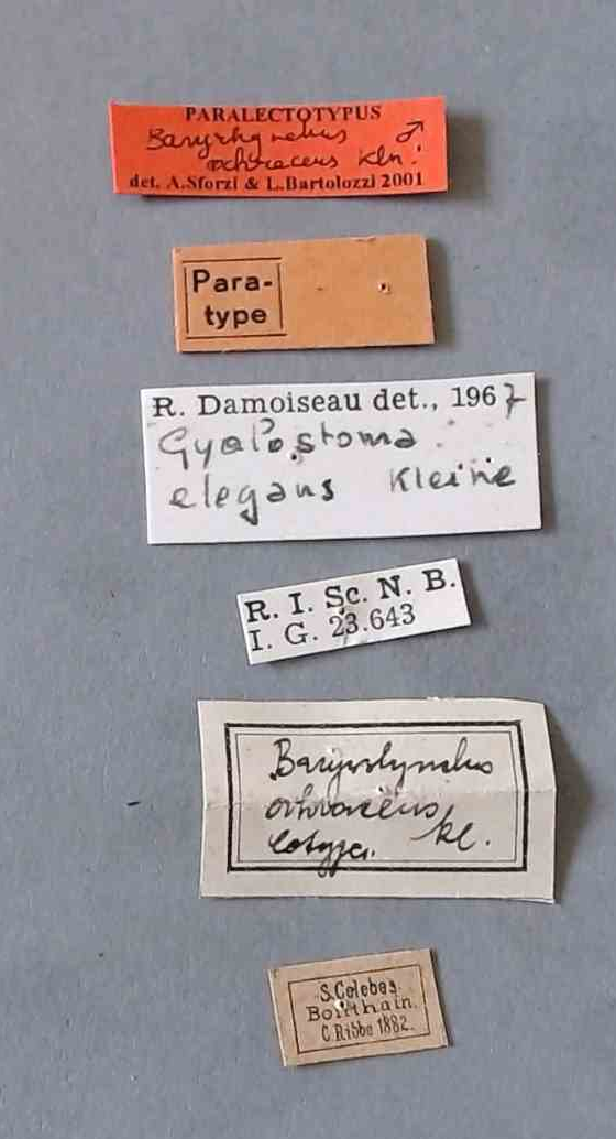 Gyalostoma elegans plt Labels.jpg