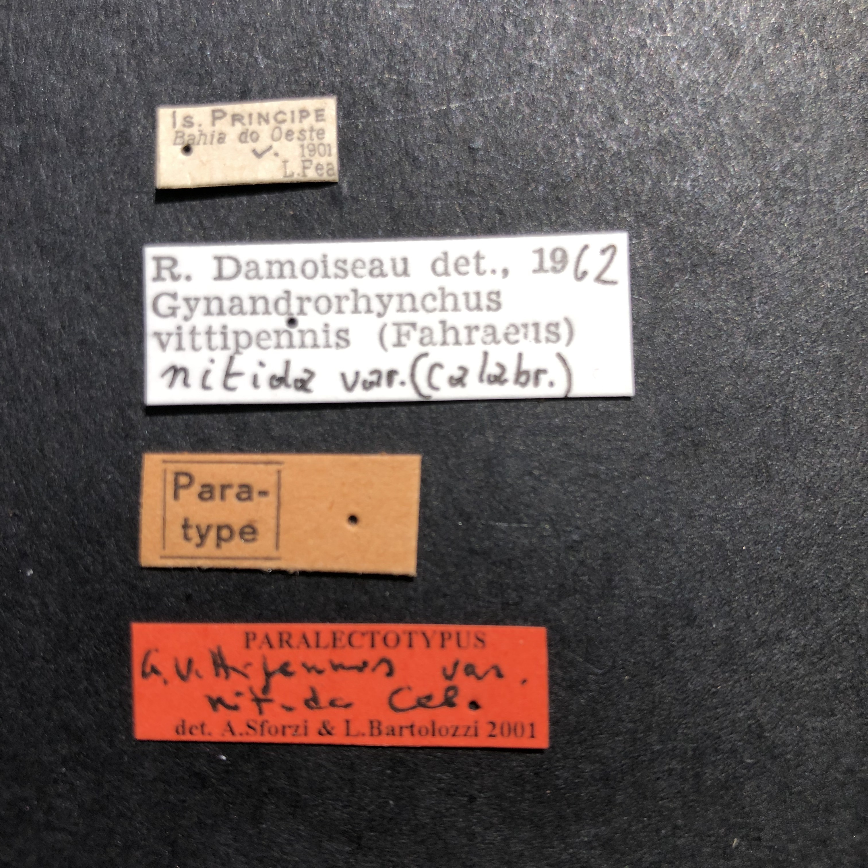 Gynandrorhynchus vittipennis var. nitida plt Labels.jpg