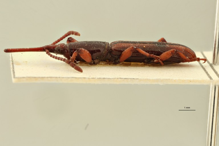 Gynandrorhynchus vittipennis var. nitida plt L ZS PMax Scaled.jpeg
