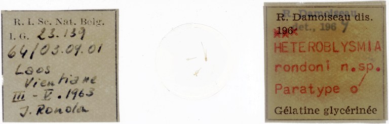 Heteroblysmia rondoni pt Microscopic preparation.jpg