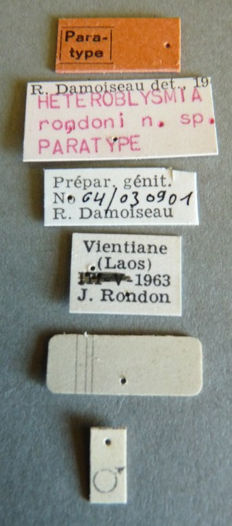 Heteroblysmia rondoni pt Labels.jpg