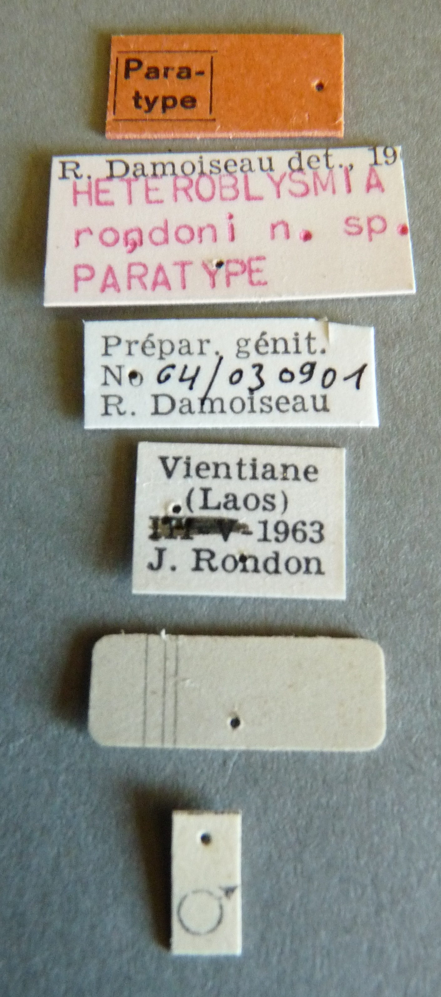 Heteroblysmia rondoni pt Labels.jpg