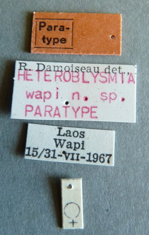 Heteroblysmia wapi pt Labels.jpg