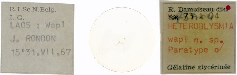 Heteroblysmia wapi pt Microscopic preparation.jpg