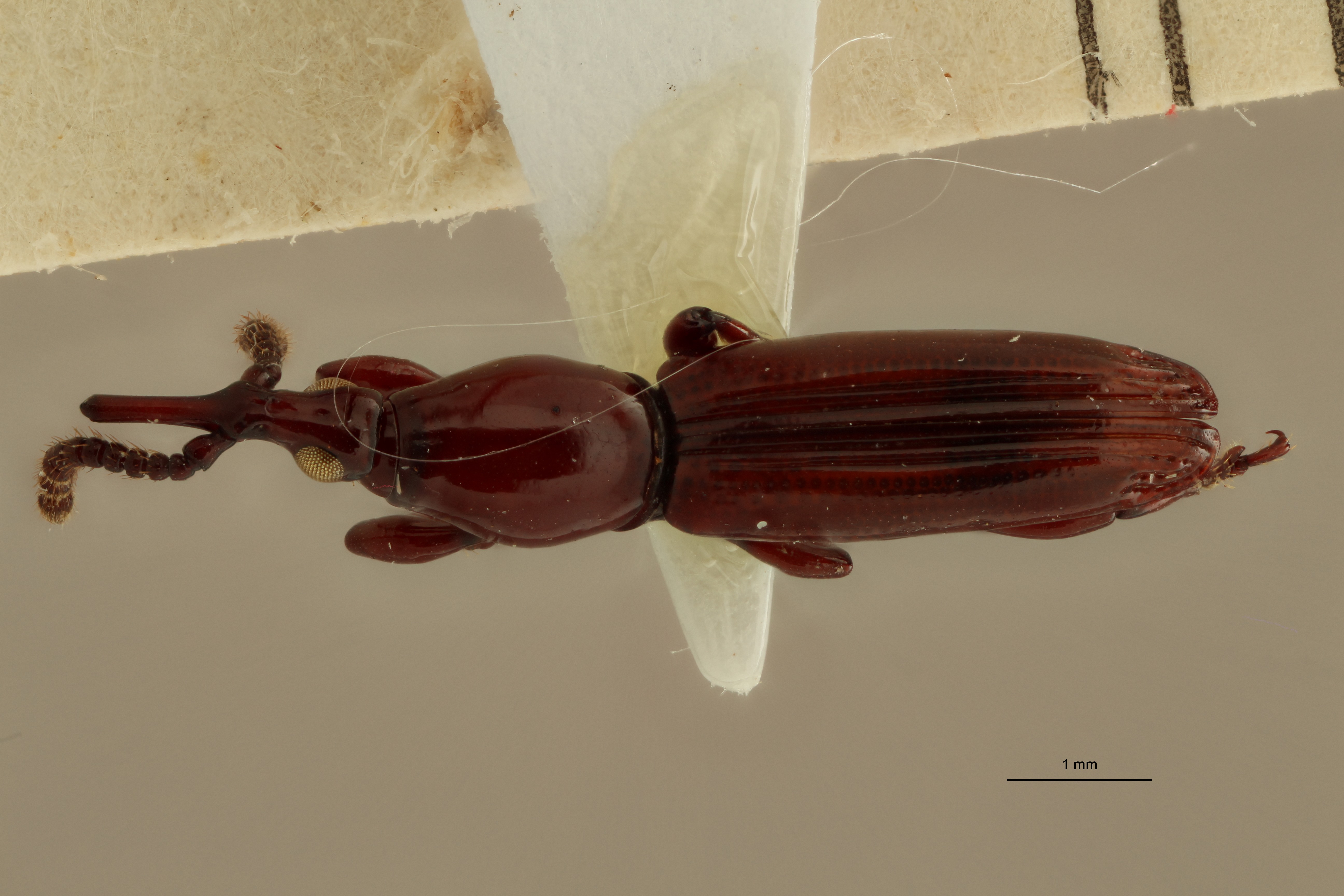 Homophylus indosinensis pt D ZS PMax.jpg