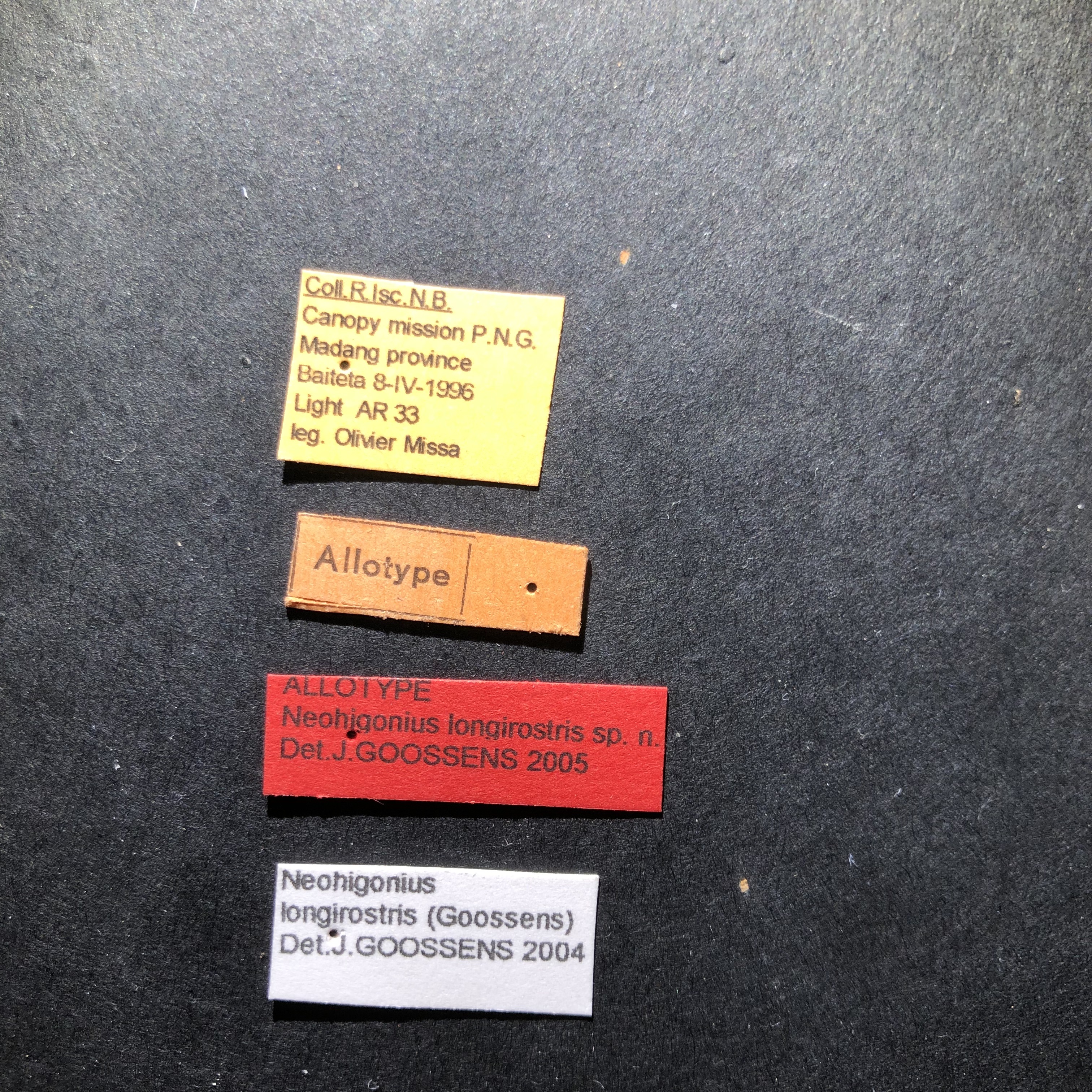 Neohigonius longirostris at Labels.jpg