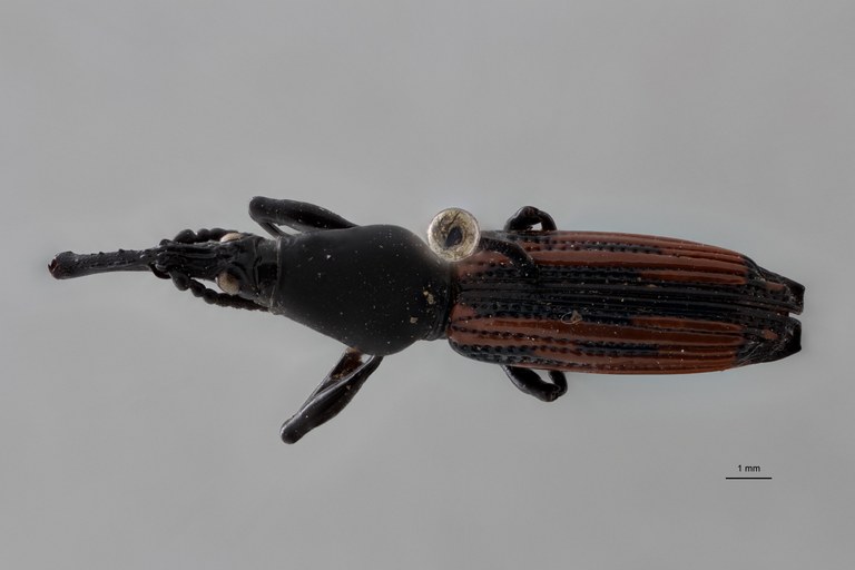 Hyposphales limbourgi pt D ZS PMax Scaled.jpeg