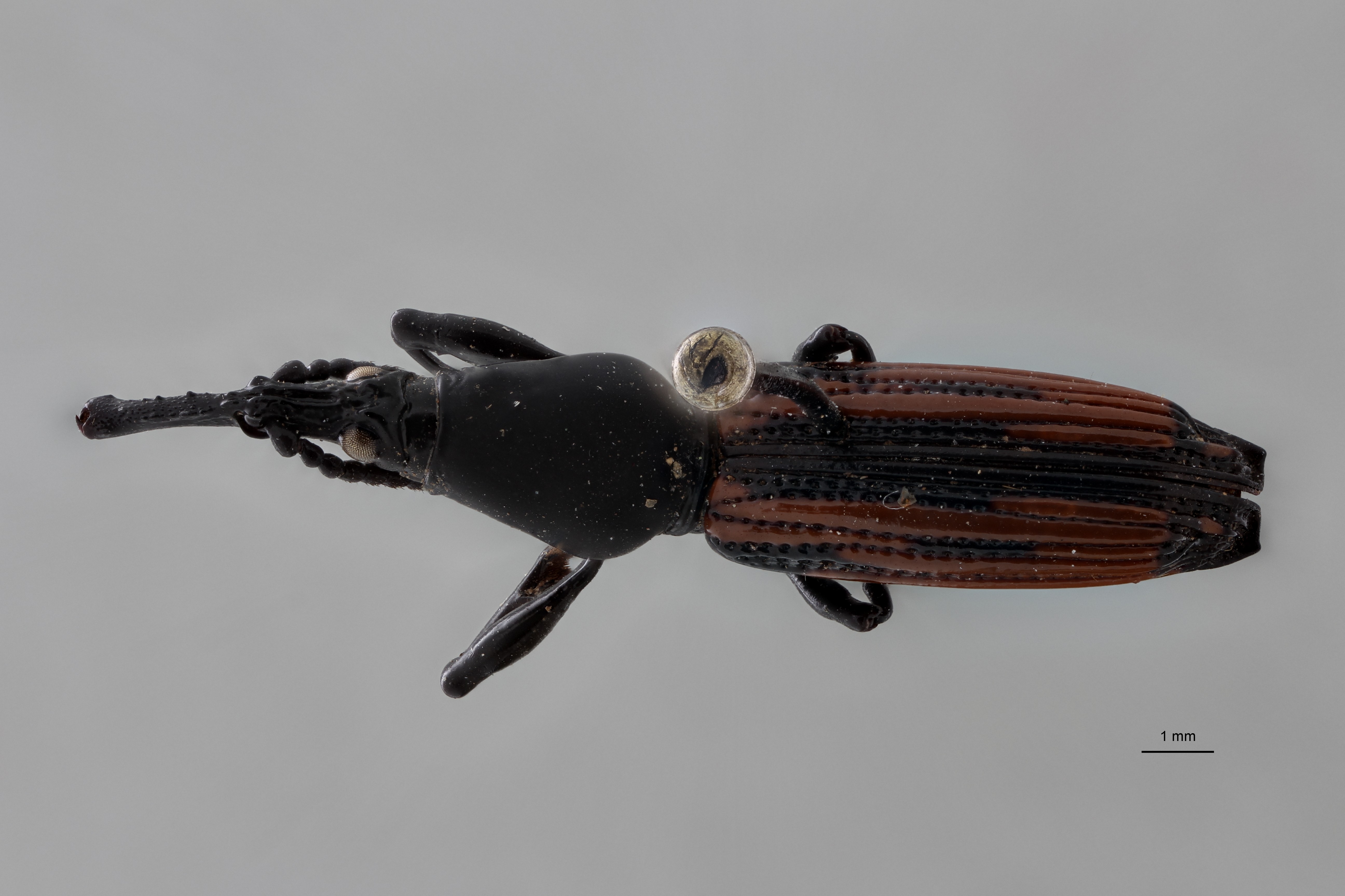 Hyposphales limbourgi pt D ZS PMax Scaled.jpeg