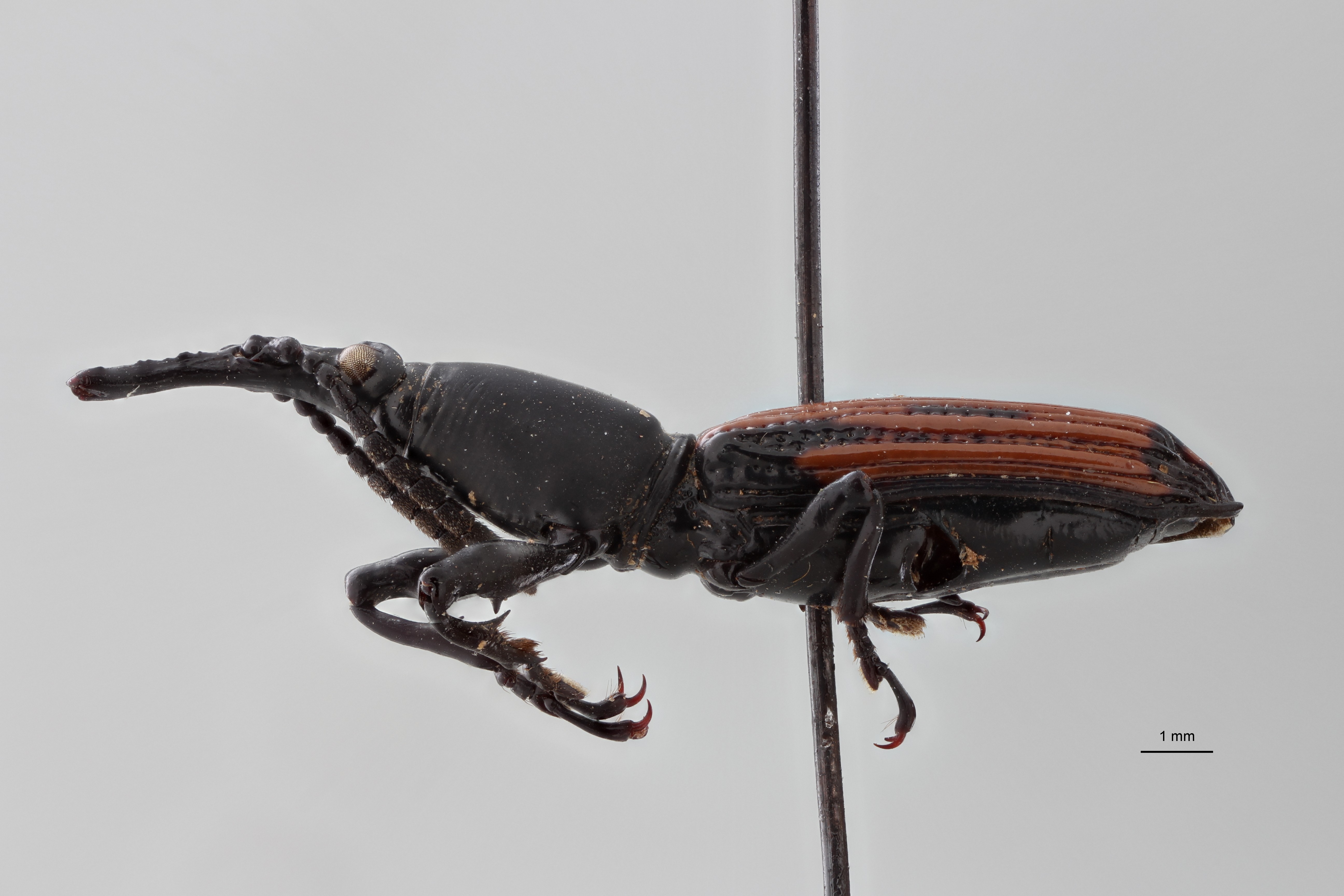 Hyposphales limbourgi pt L ZS PMax Scaled.jpeg