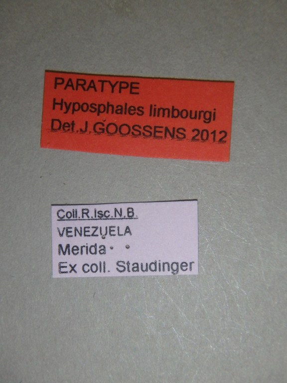 Hyposphales limbourgi pt Labels.jpg