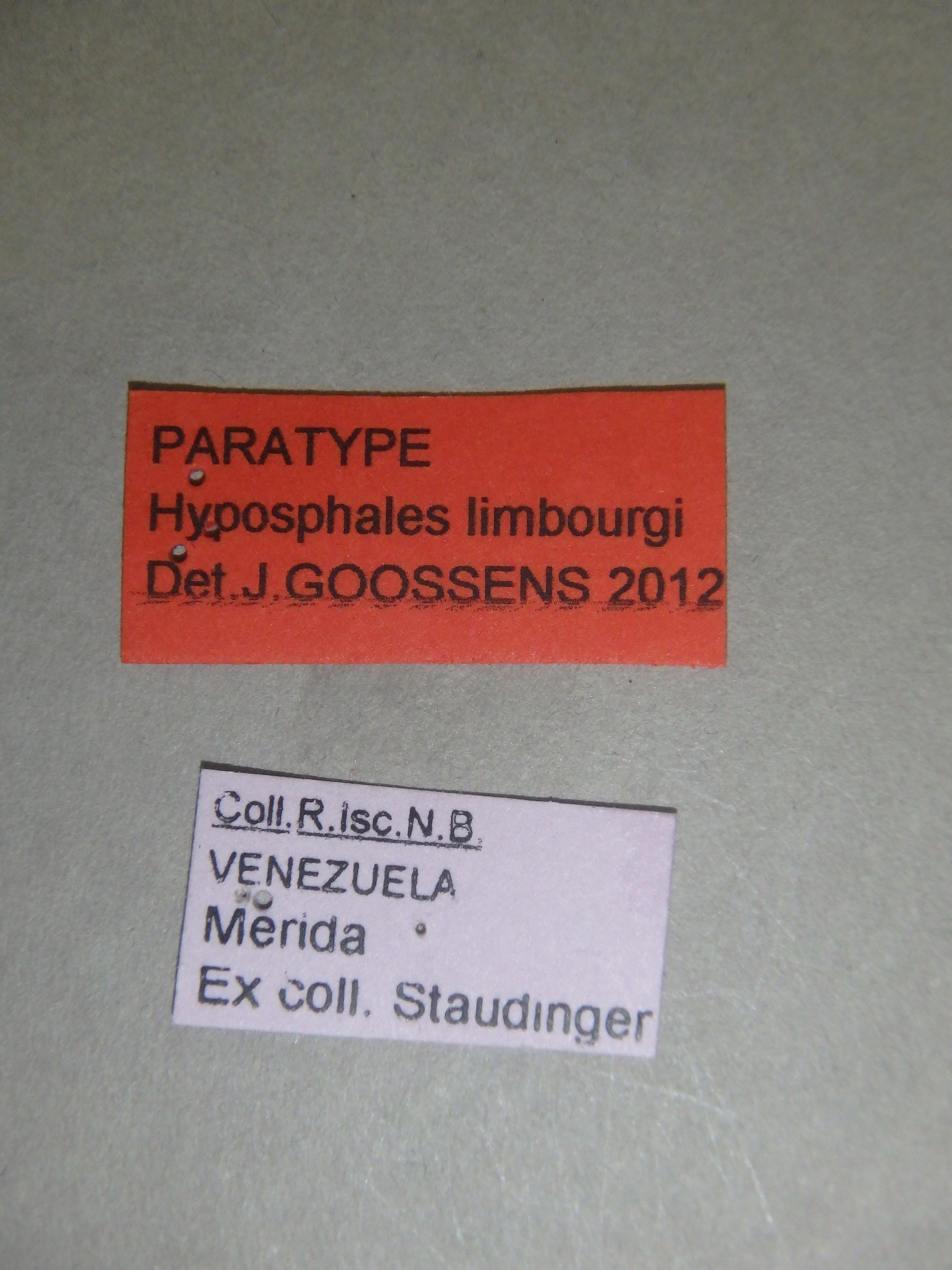 Hyposphales limbourgi pt Labels.jpg