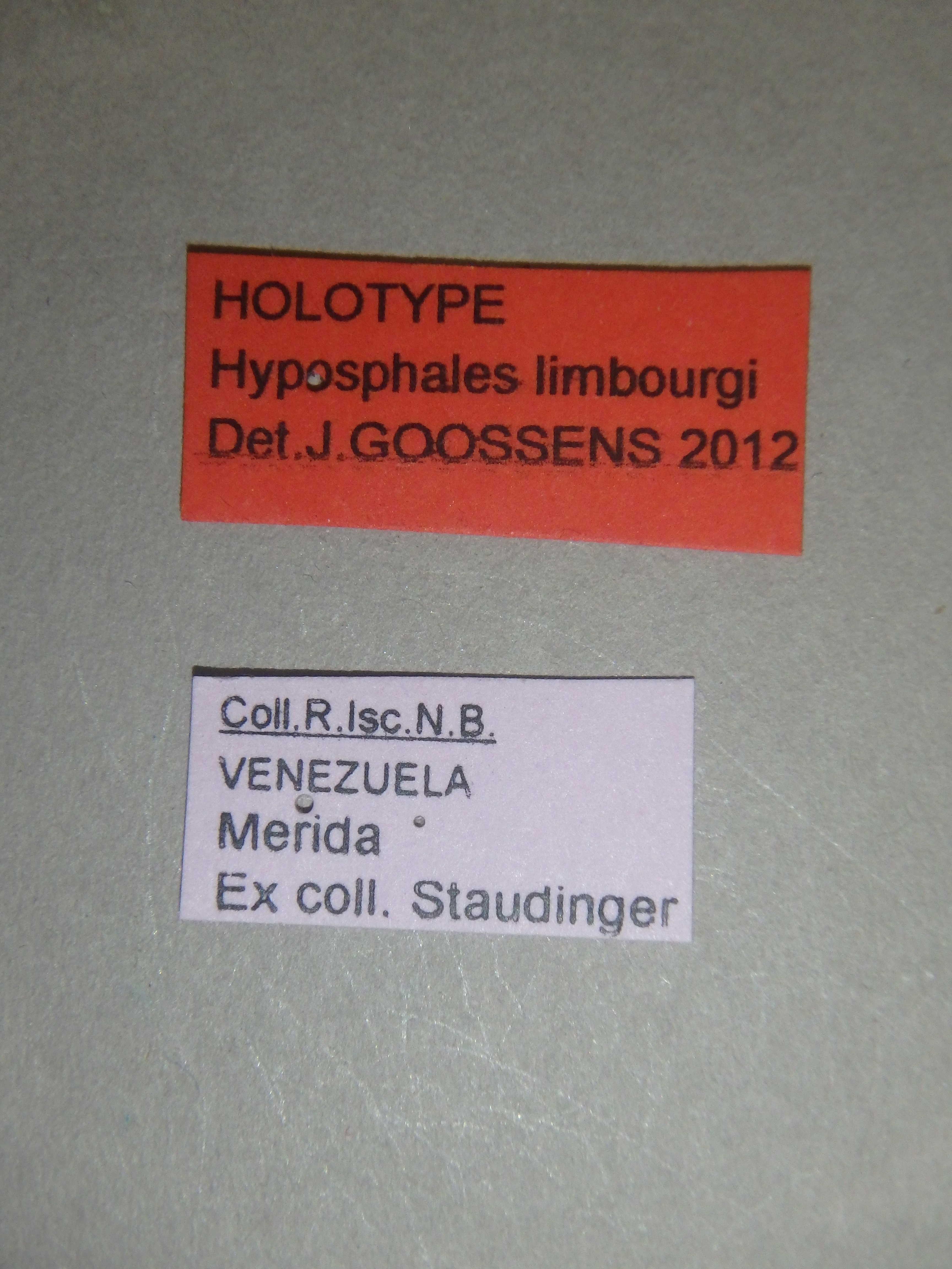 Hyposphales limbourgi ht Labels.jpg