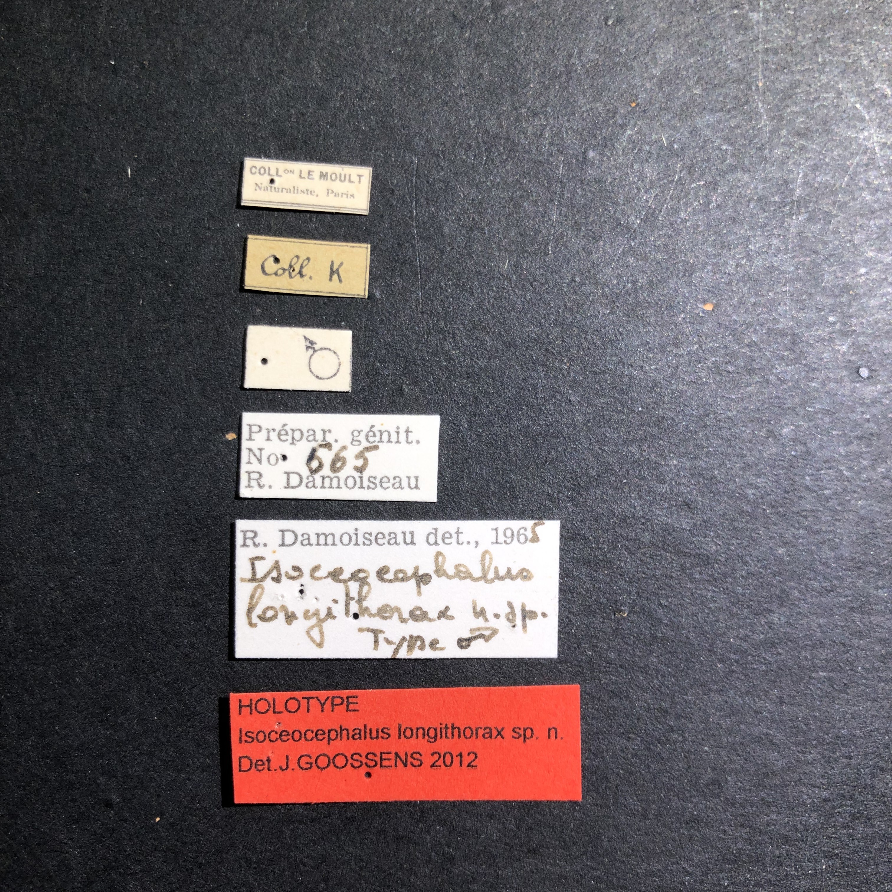 Isoceocephalus longithorax ht Labels.jpg