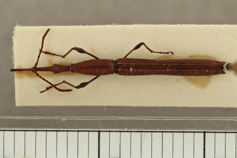 Ithystenus cavicaudatus pt D ZS PMax.jpg