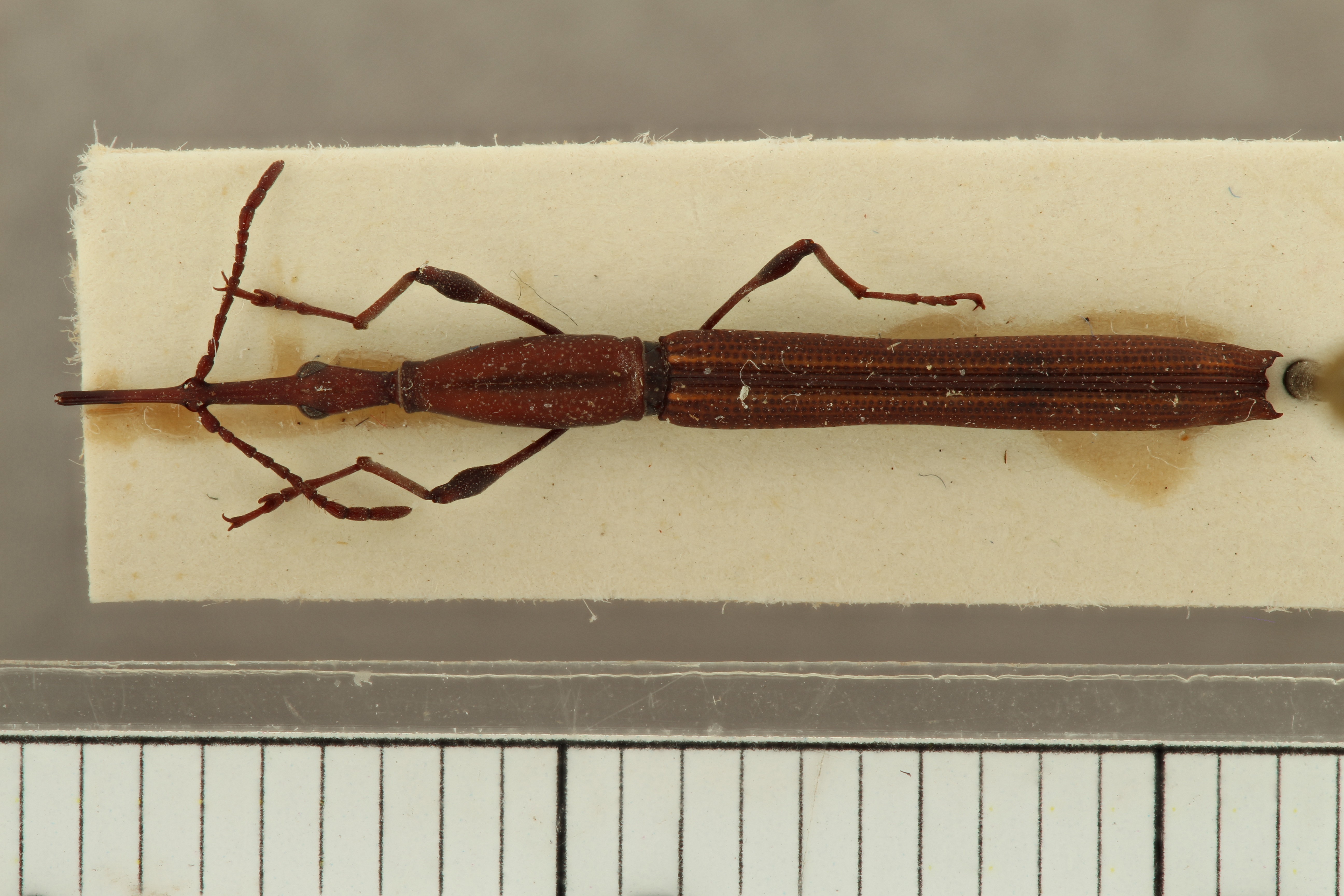 Ithystenus cavicaudatus pt D ZS PMax.jpg