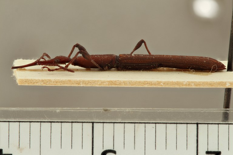 Ithystenus cavicaudatus pt L ZS PMax.jpg