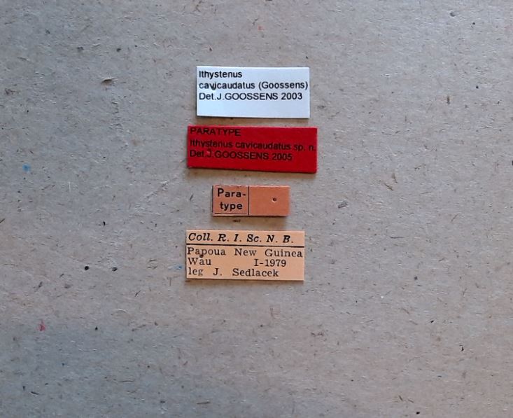 Ithystenus cavicaudatus pt Labels.jpg