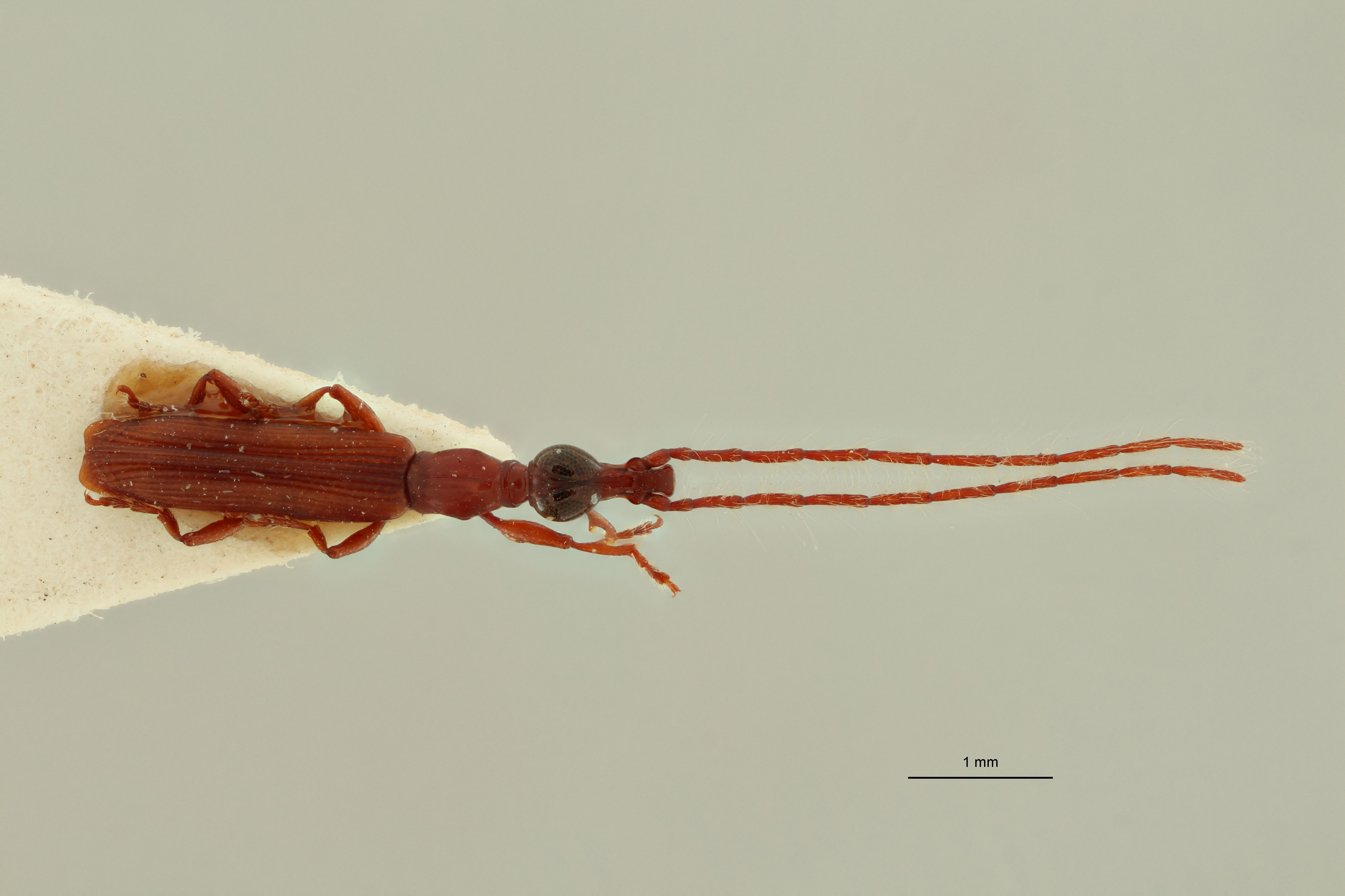 Jonthocerus asiaticus plt D.jpg