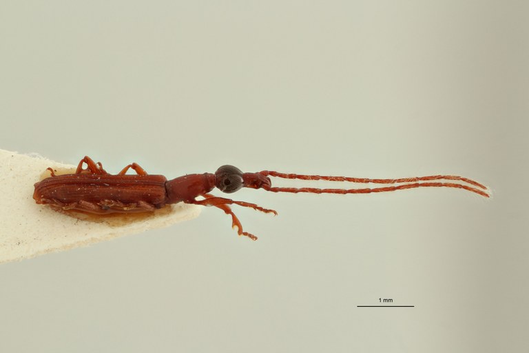 Jonthocerus asiaticus plt L.jpg